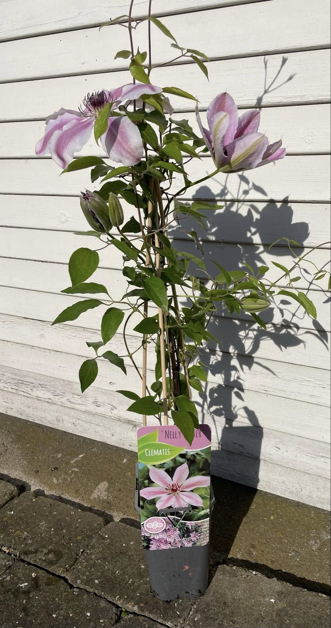Clematis